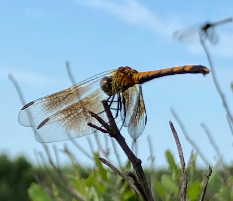 Seaside Dragonlet female dragonfly alights on a small branch. ALICE MOHRMAN PHOTOS